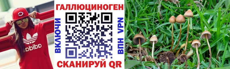 Псилоцибиновые грибы мицелий  как найти закладки  Пущино 